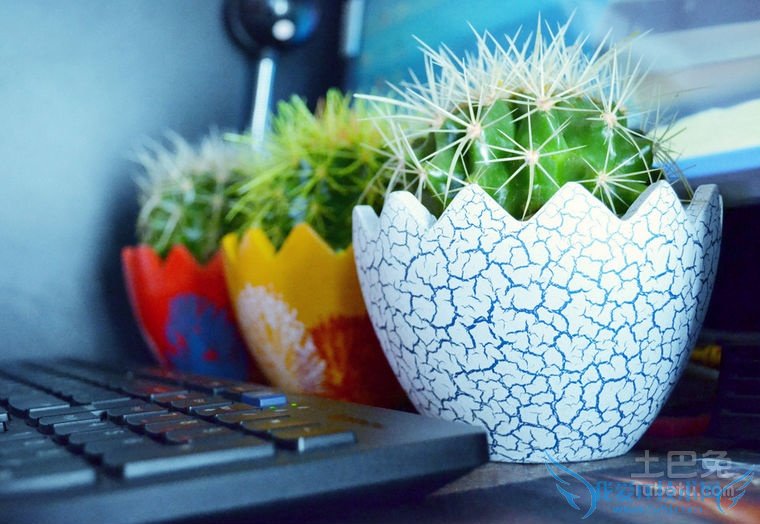 仙人球的花语 仙人球的花语