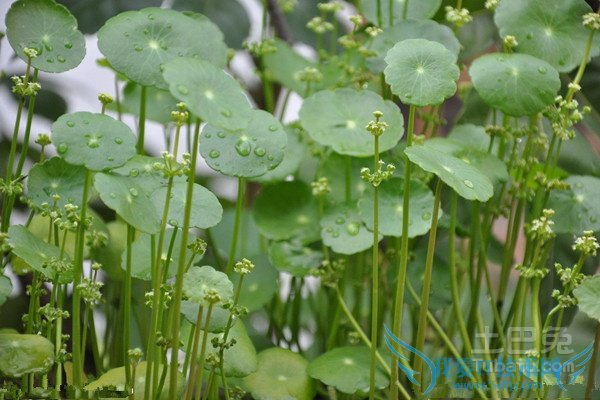 积雪草价格 积雪草价格