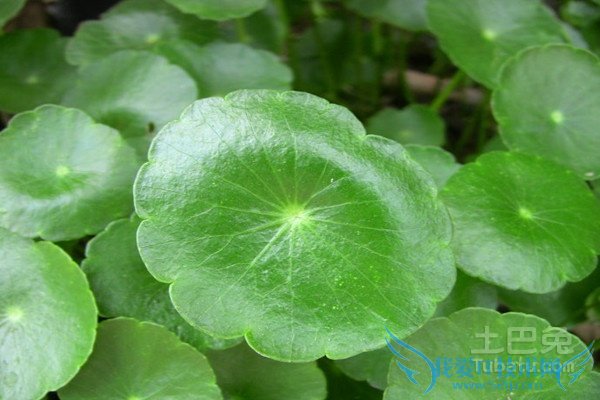 积雪草价格 积雪草价格