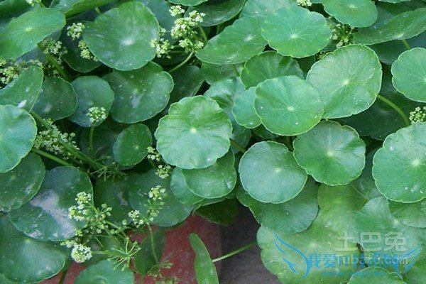 积雪草价格 积雪草价格