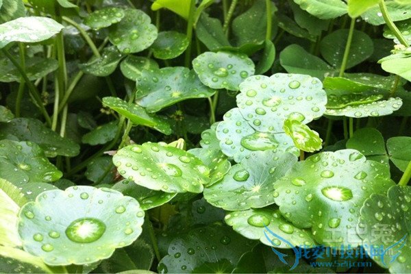 积雪草价格 积雪草价格