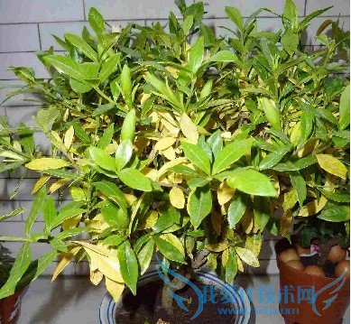 大叶栀子花的养殖方法和叶子发黄的根治