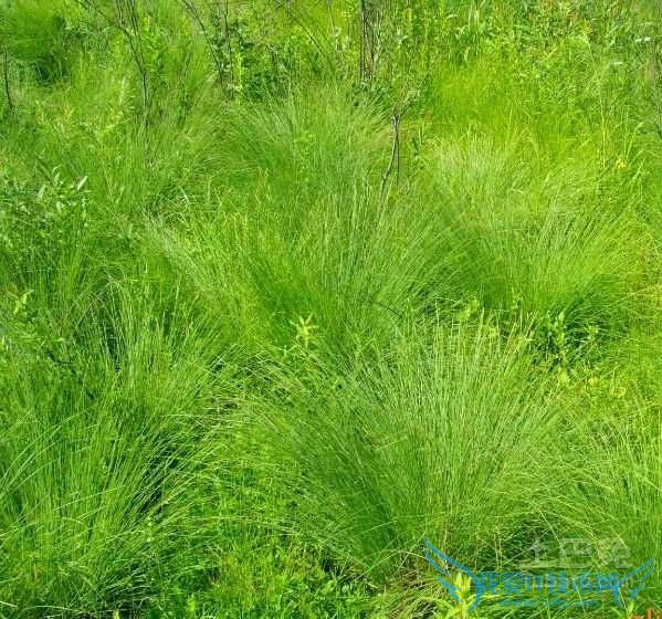 乌拉草药用价值