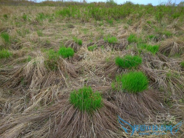 乌拉草药用价值