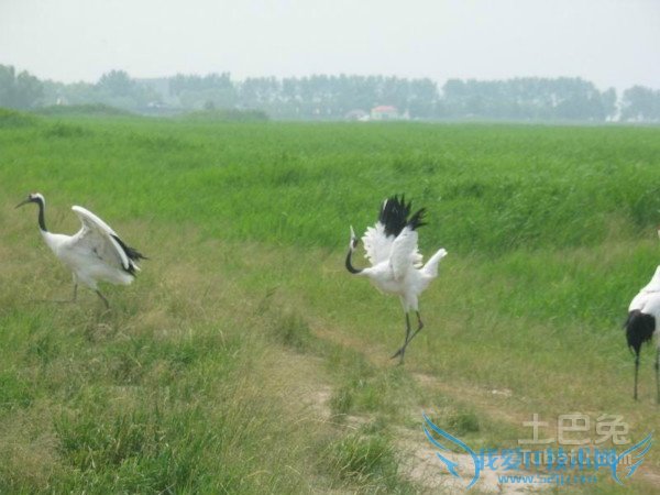 乌拉草药用价值