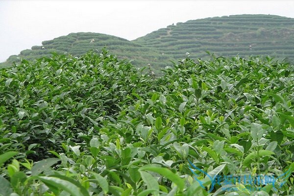 开化龙顶怎么样