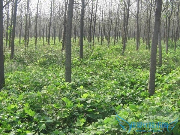 野葛图片 野葛图片