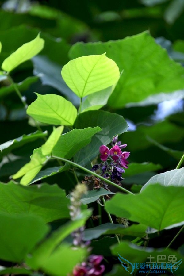 野葛图片 野葛图片