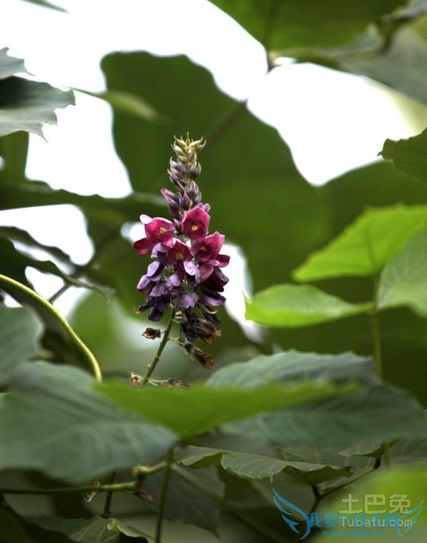 野葛图片 野葛图片