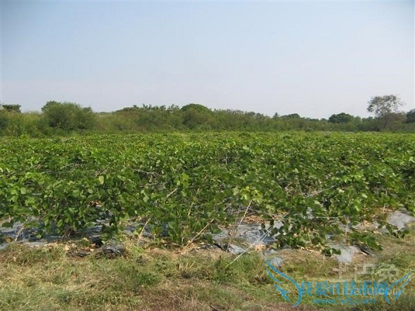 野葛图片 野葛图片