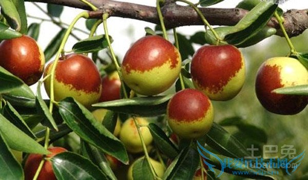 脆冬枣会上火吗