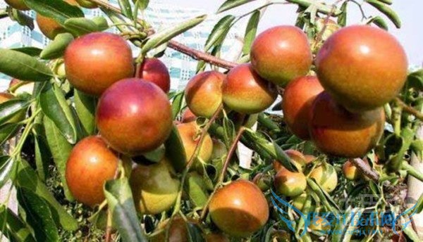 脆冬枣会上火吗