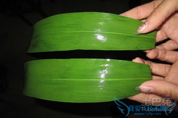 粽叶种植 粽叶种植