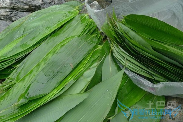 粽叶种植 粽叶种植