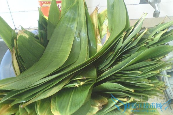 粽叶种植 粽叶种植