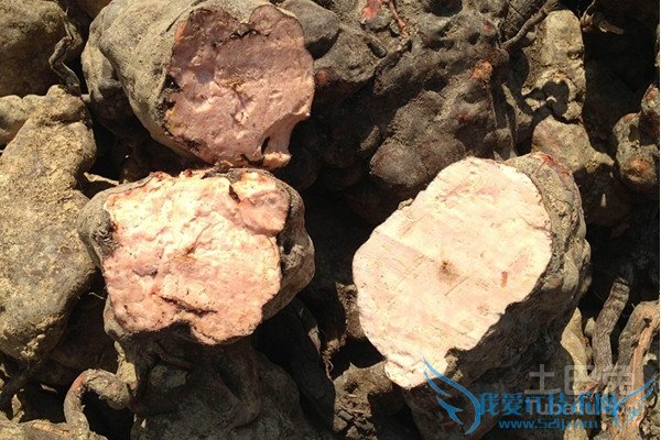 宽筋藤的功效与作用 宽筋藤的功效与作用