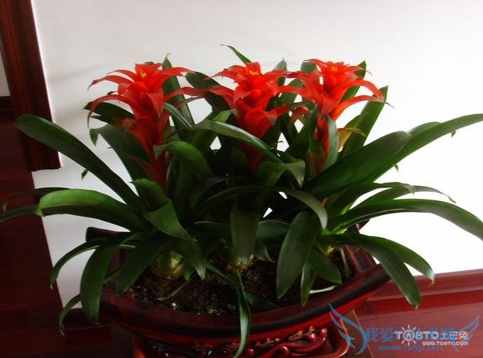 鸿运当头花怎么养