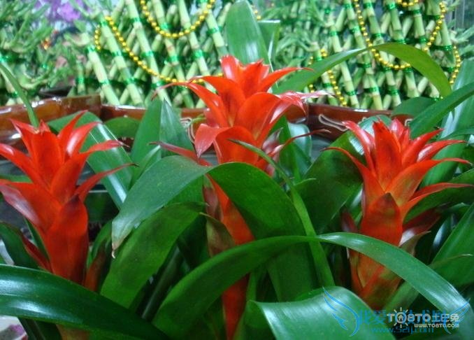 鸿运当头花怎么养