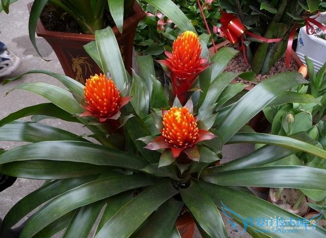 鸿运当头花怎么养