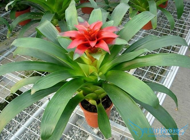 鸿运当头花怎么养