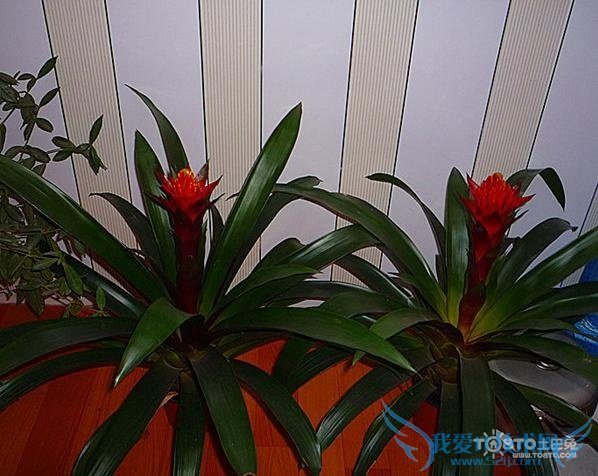 鸿运当头花怎么养