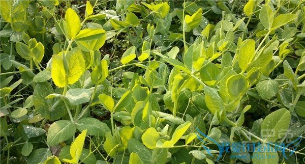 豌豆苗种植 豌豆苗种植