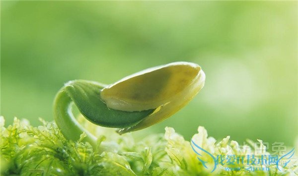 豌豆苗种植 豌豆苗种植