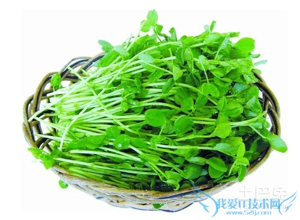 豌豆苗种植 豌豆苗种植