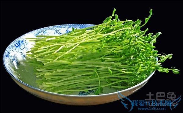 豌豆苗种植 豌豆苗种植