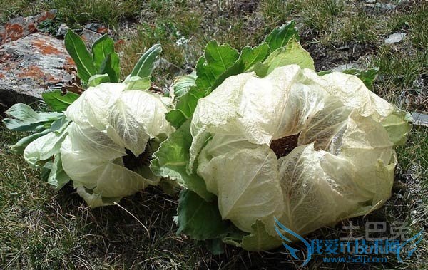 天山雪莲花的功效