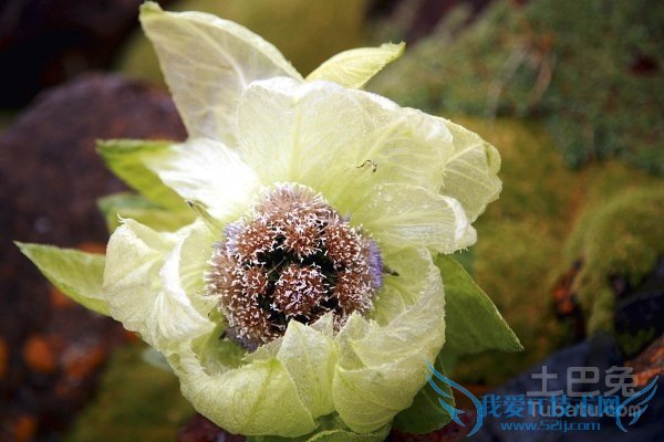 天山雪莲花的功效