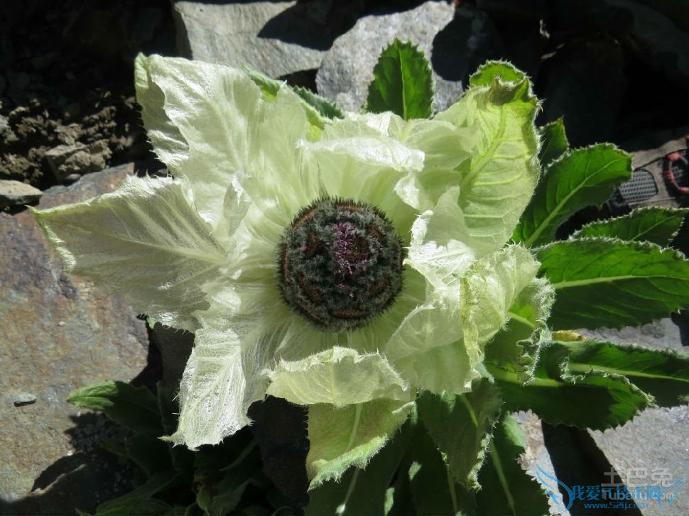 天山雪莲花的功效