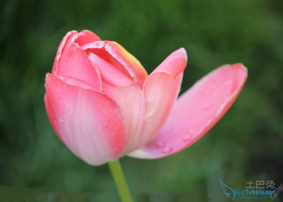 粉色玫瑰 粉色玫瑰