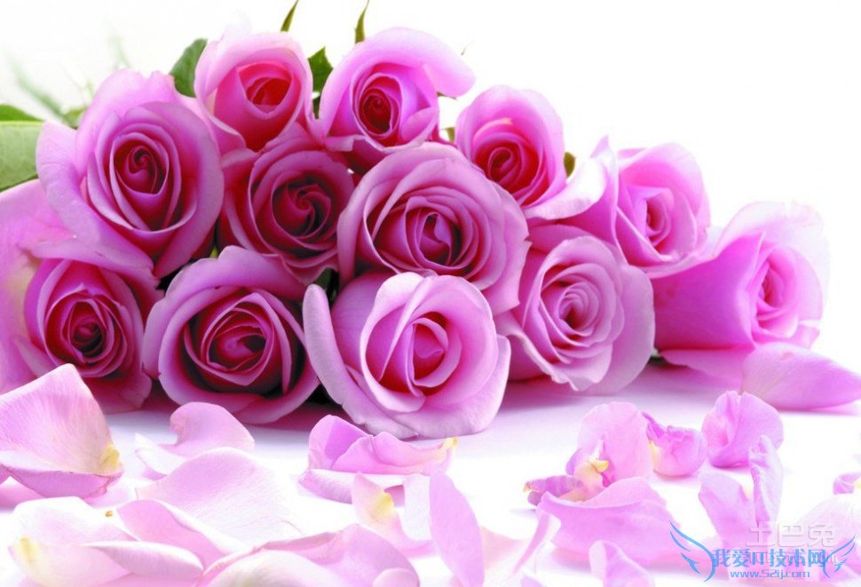 粉色玫瑰 粉色玫瑰