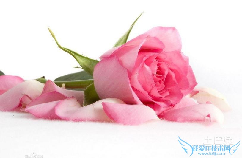 粉色玫瑰 粉色玫瑰