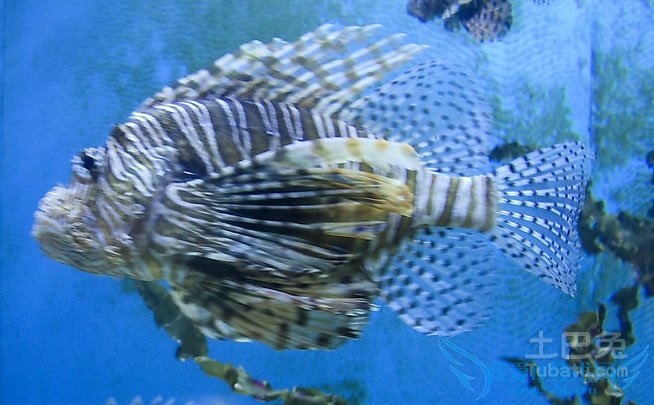 孔雀鱼寿命 孔雀鱼寿命