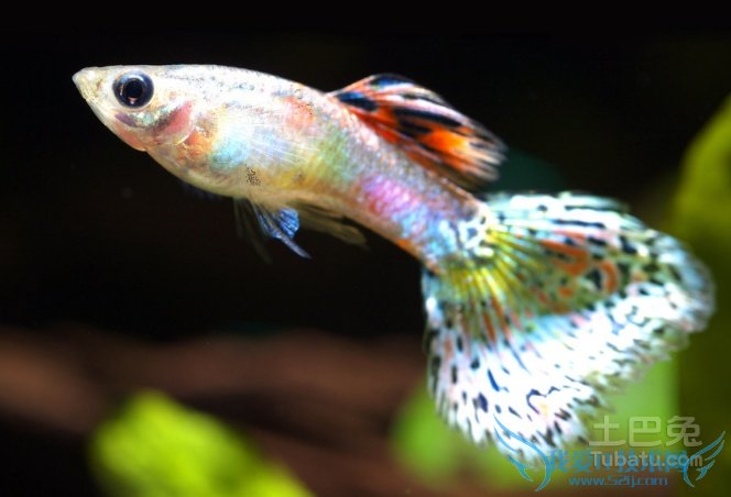孔雀鱼寿命 孔雀鱼寿命