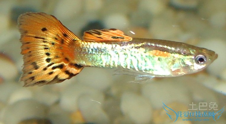孔雀鱼寿命 孔雀鱼寿命