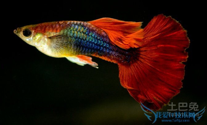 孔雀鱼寿命 孔雀鱼寿命
