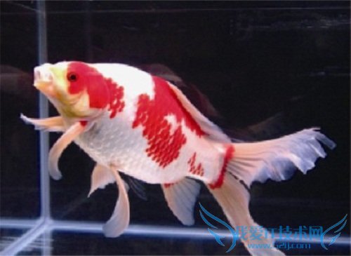 草金鱼怎么养? 草金鱼吃什么?( 新手必看的经验大全)