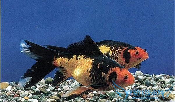 草金鱼怎么养? 草金鱼吃什么?( 新手必看的经验大全)