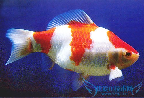 草金鱼怎么养? 草金鱼吃什么?( 新手必看的经验大全)