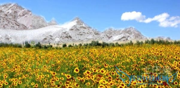 昆仑雪菊的功效与作用 昆仑雪菊的功效与作用