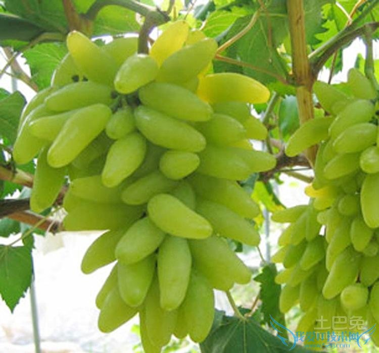 盆栽葡萄品种 盆栽葡萄品种