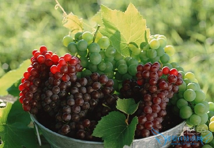 盆栽葡萄品种 盆栽葡萄品种
