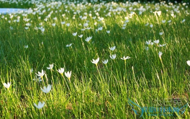 葱兰价格 葱兰价格