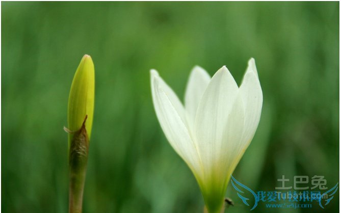 葱兰价格 葱兰价格