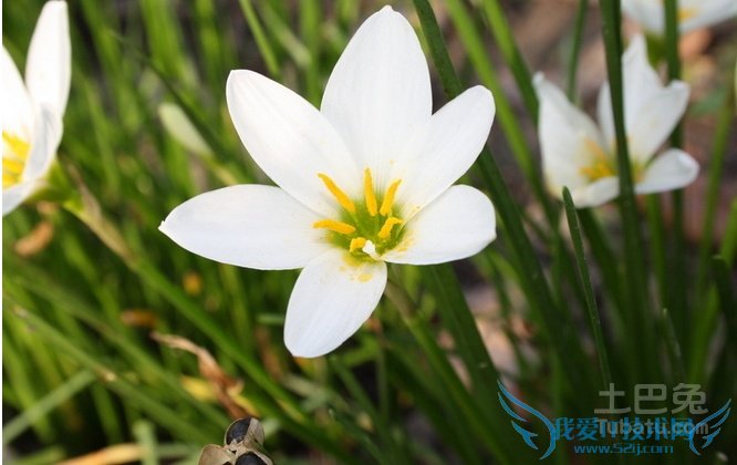 葱兰价格 葱兰价格