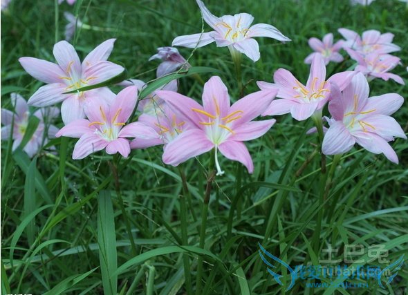 葱兰价格 葱兰价格