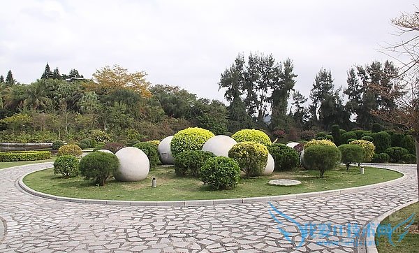 景观树价格 景观树价格